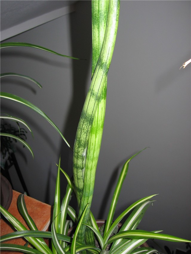 sanseveria cylindrica, malo omotana